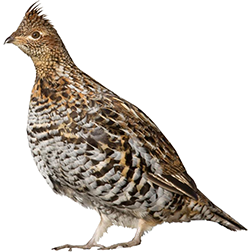 Ruffed Grouse